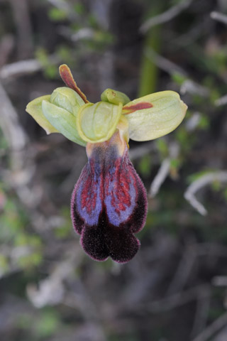 Ophrys iricolor