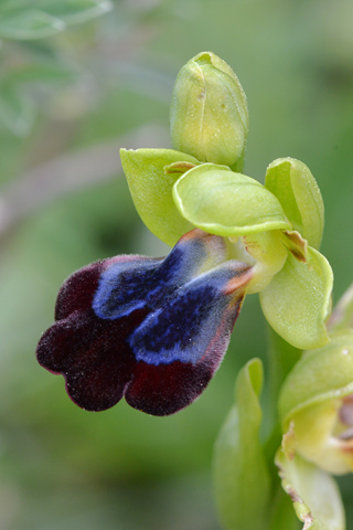 Ophrys iricolor