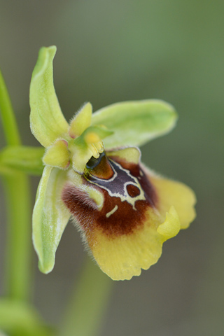 Ophrys dinarica x lacaitae