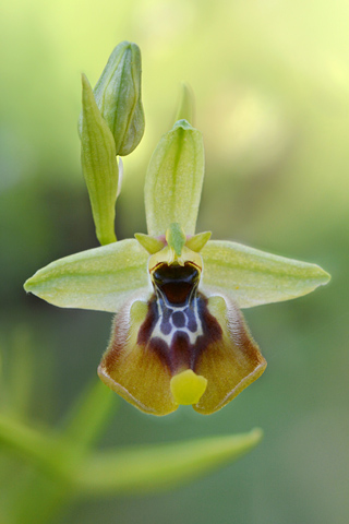 Ophrys lacaitae x oxyrrhynchos