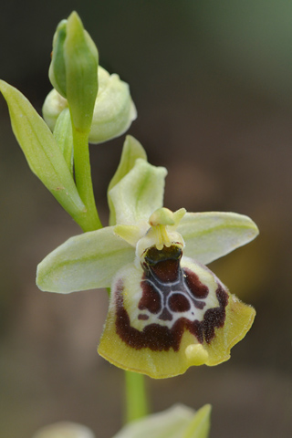 Ophrys lacaitae x oxyrrhynchos