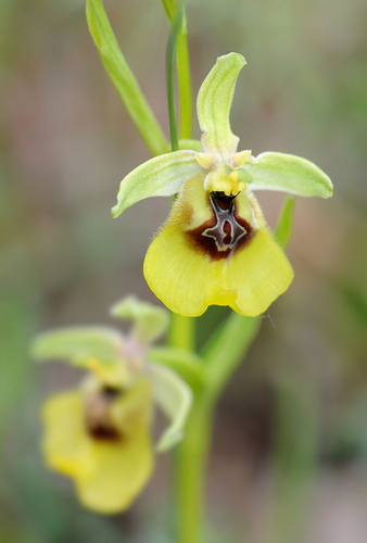 Ophrys lacaitae