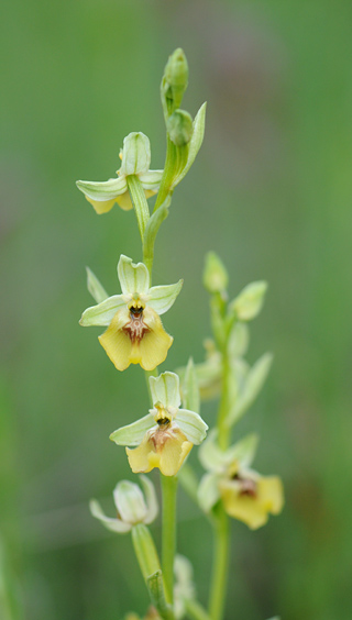 Ophrys lacaitae