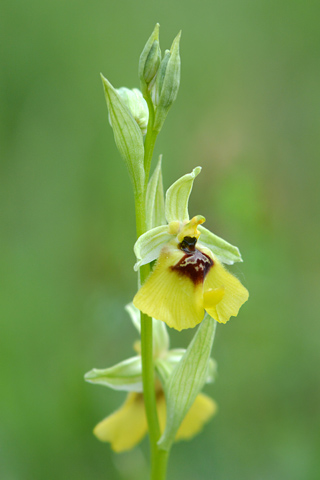 Ophrys lacaitae