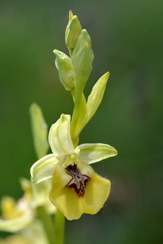 Ophrys lacaitae