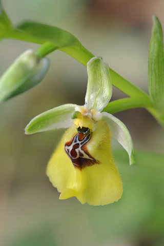 Ophrys lacaitae