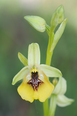 Ophrys lacaitae