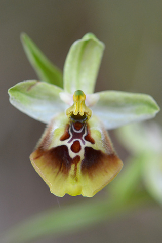 Ophrys lacaitae