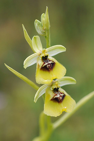 Ophrys lacaitae