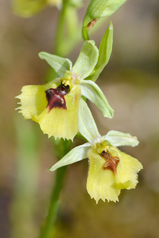 Ophrys lacaitae