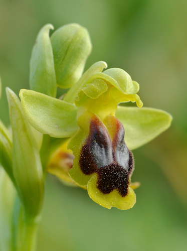 Ophrys laurensis Ophrys laurensis