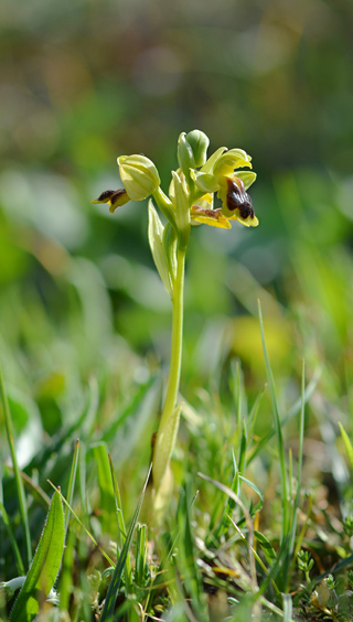 Ophrys laurensis Ophrys laurensis