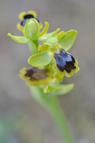 Ophrys laurensis Ophrys laurensis