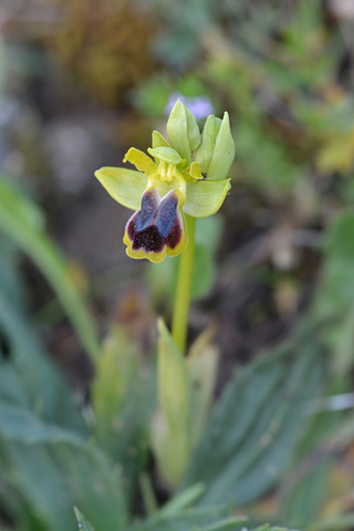 Ophrys laurensis Ophrys laurensis
