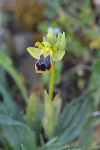 Ophrys laurensis