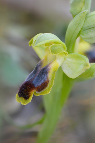 Ophrys laurensis Ophrys laurensis