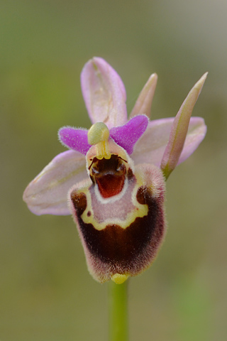 Ophrys heldreichii x leochroma