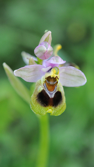 Ophrys leochroma