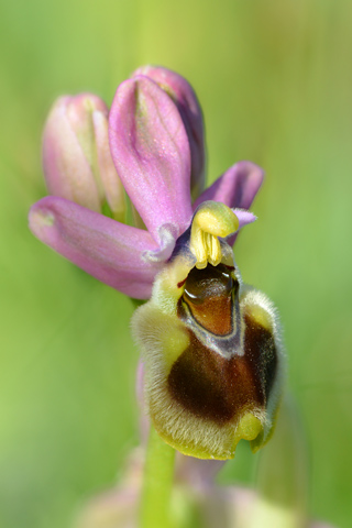 Ophrys leochroma