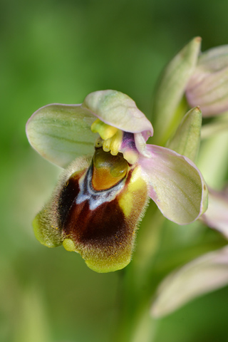 Ophrys leochroma