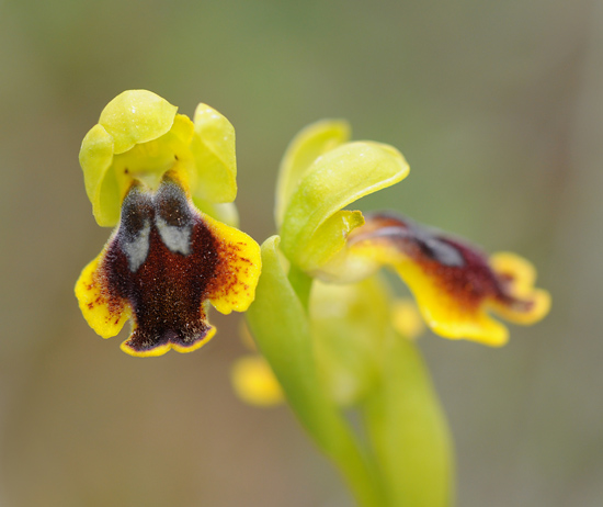 Ophrys lepida