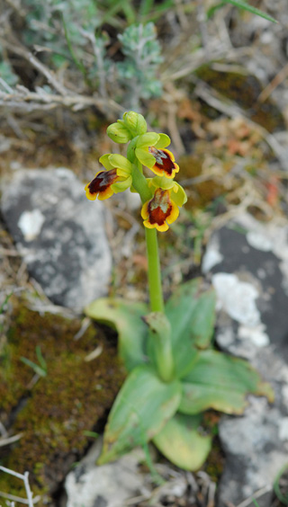 Ophrys lepida