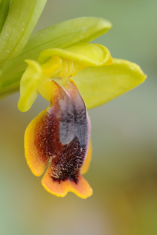 Ophrys lepida