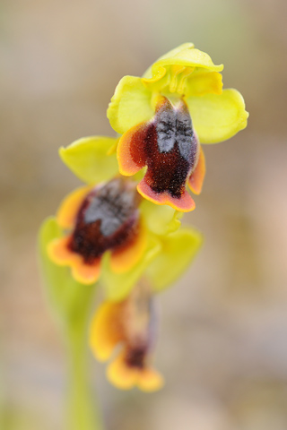 Ophrys lepida