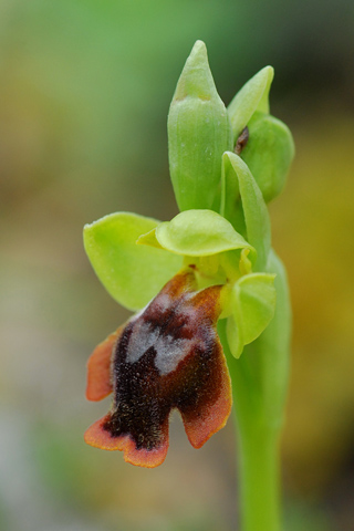 Ophrys lepida