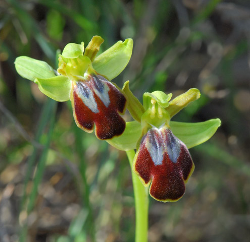 Ophrys leucadica Ophrys leucadica