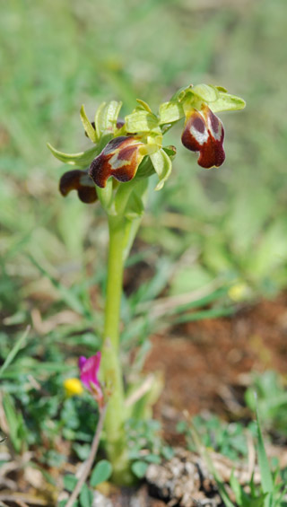 Ophrys leucadica Ophrys leucadica