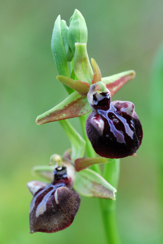 Ophrys leucophthalma