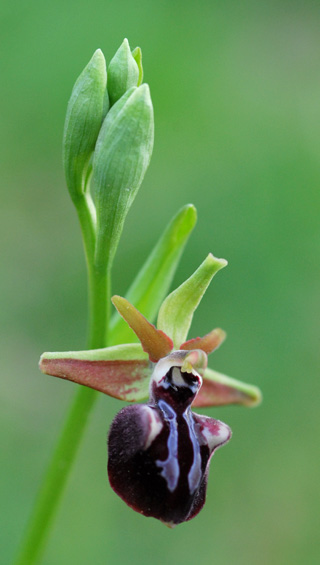 Ophrys leucophthalma