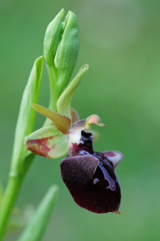 Ophrys leucophthalma