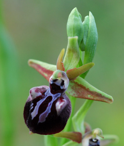 Ophrys leucophthalma