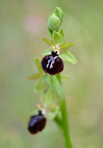 Ophrys ligustica