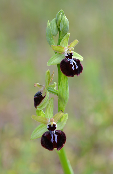 Ophrys ligustica