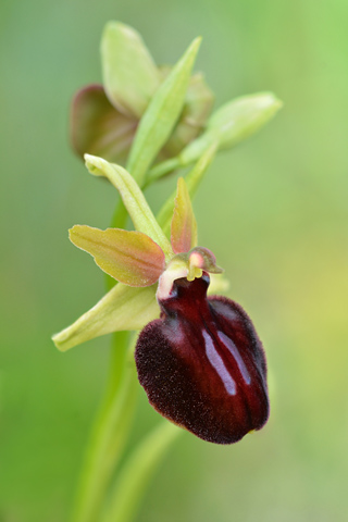 Ophrys ligustica