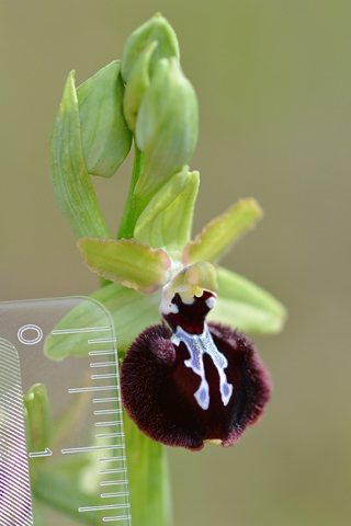 Ophrys ligustica