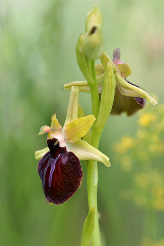 Ophrys ligustica