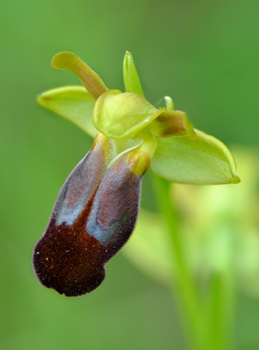 Ophrys lucana