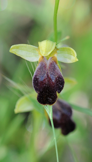 Ophrys lucana