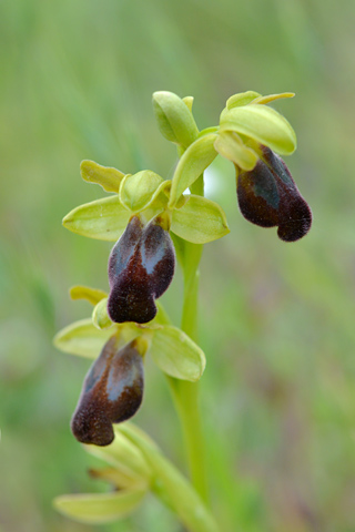 Ophrys lucana