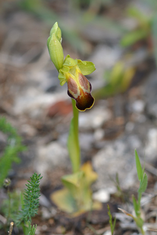 Ophrys lucana