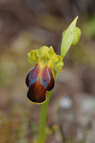 Ophrys lucana