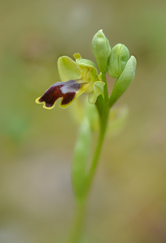 Ophrys lucentina