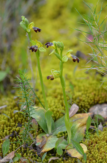 Ophrys lucentina