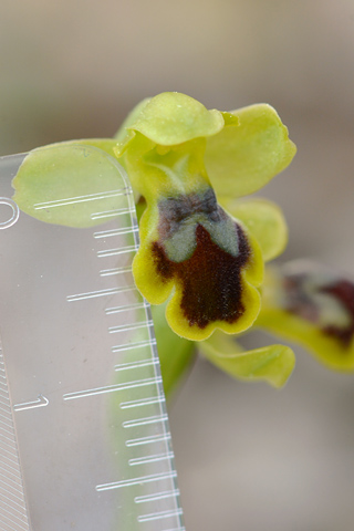 Ophrys lucentina