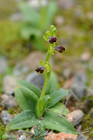 Ophrys lucentina