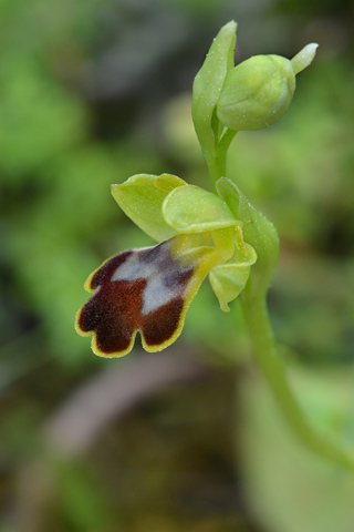 Ophrys lucentina